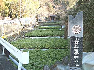 根わさびの保存方法